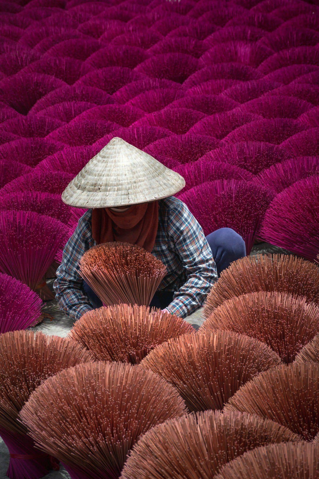 Worker in a conical hat arranging fans of pink incense sticks drying at Quang Phu Cau village